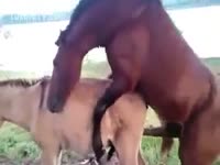 Pet Porn - Horse fucking his vixen by riding over her